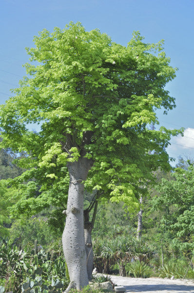 Moringa - Benefits of Moringa as a Dietary Supplement