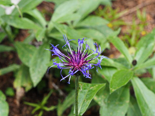 Fuel Your Workouts with Devil's Claw: The Herb That Increases Performance and Reduces Pain